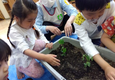 4歳児　種まき・苗植え