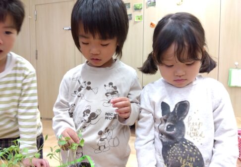 4歳児　二十日大根の間引きをしました！
