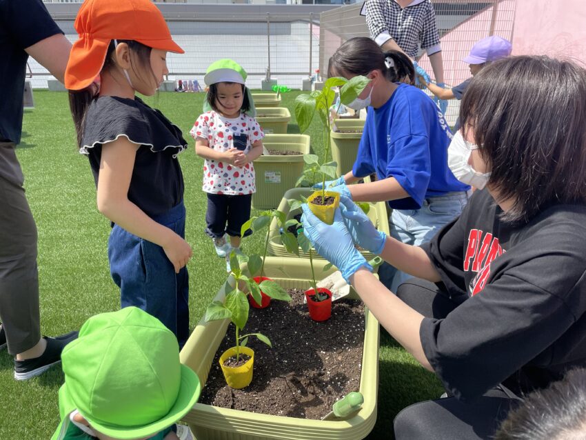 苗を植えつけ🌱