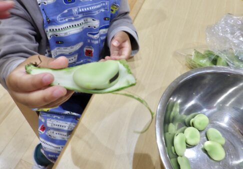 【3歳児】食育 そらまめの皮むき