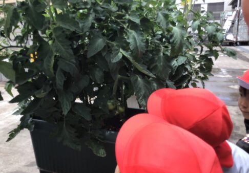 トマトの苗を植えました～3歳児クラス