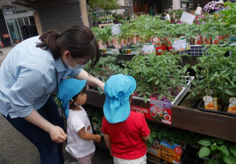 トマトの苗を植えました！