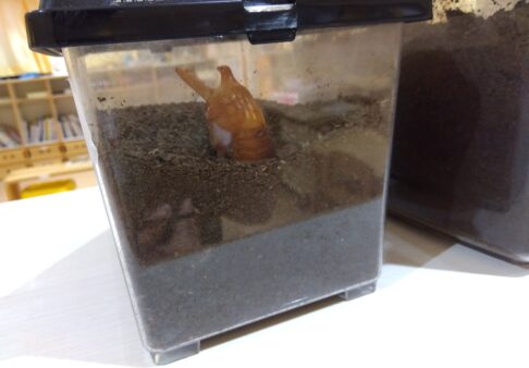 ４歳　きりん組　「カブトムシがさなぎになったよ！」