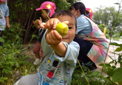 ２歳児★梅の実★