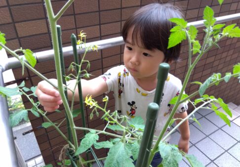 お野菜の栽培①～２歳児～