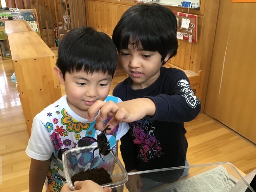 昨年度から年長組にいたカブト虫の幼虫を今年度の年長組が引き継いでお世話をすることになりました。
お世話をしているうちに日に日に変化していく、幼虫。
幼虫から蛹になって、ついに成虫に!
幼虫が成虫になっていく変化も目の当たりにしながら、実際にカブト虫の姿になると
驚きと感動が入り混じった気持ちになったようです。