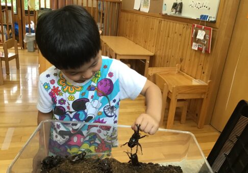 5歳児★カブト虫★