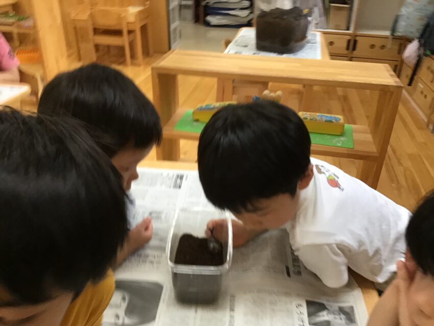 ぞくぞくと成虫になっていくカブト虫たち。<br /> 少し窮屈になってきた感じもしたので、お家を住みやすくするために引っ越しをすることにしました。<br /> グループごとに虫かごの中に土を入れたり、住みやすくするために外濠沿いで木を拾ってきたり。<br /> 名前をつけてグループごとに可愛がる様子も見られました。