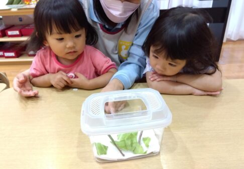 ２歳児　育成中🐛
