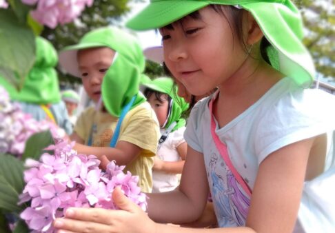 幼児　紫陽花✨