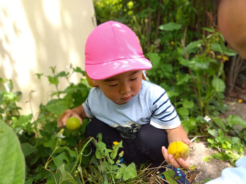 今日はとてもいいお天気。<br />
子どもたちから「お散歩行きたい！」「蝶々さん探しに行こう！」という声もあって近くの若宮公園に行きました。<br />
公園には梅の木があって、木の下を歩いていると大きな梅が落ちている事を発見！<br />
手から零れ落ちそうなほど抱えて<br />
「見て！梅だよ！」と嬉しそうな表情で先生に伝えていました。<br />
バケツに集めて嬉しそうに持ち歩く姿も見られました♪<br />
