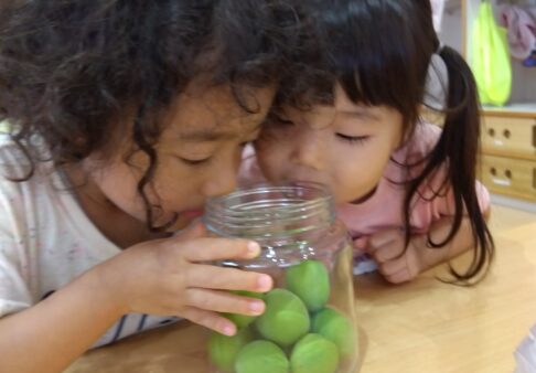 ３歳児　うさぎ組　「梅ジュース作り」