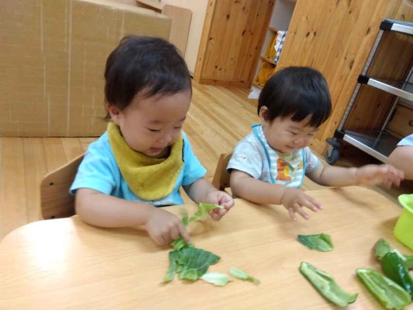 キャベツの葉は少しひんやりとしていて気持ちが良くて、ビリビリちぎるのも楽しんでいました♪
