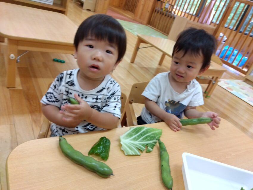 1歳児さんが食育で緑の野菜に触れてみました🥬<br />
普段の給食で調理されたものは見ているけれど、実際に見たり触ったりするのは<br />
慣れていないようで、目の前に置かれた時はちょっぴり不思議そうな様子。