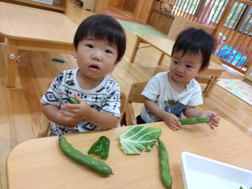1歳児さんが食育で緑の野菜に触れてみました🥬
普段の給食で調理されたものは見ているけれど、実際に見たり触ったりするのは
慣れていないようで、目の前に置かれた時はちょっぴり不思議そうな様子。
