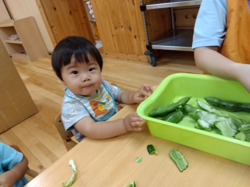 実際に自分で触れると「大丈夫な物」と認識されるようです。
給食に提供されると先生たちも「~ちゃんがちぎってくれたキャベツだね。」
と声を掛けると、いつもより食の進みが積極的でした。
市ヶ谷保育園では野菜の香りや手触りを実際に触ってみて、五感から食欲にも繋げています。その他、先生が野菜の名前を伝える事でより親しみを持ちながら覚えていきます。小さな頃から様々な食材に触れて、食べる事が大好きになって欲しいです。
