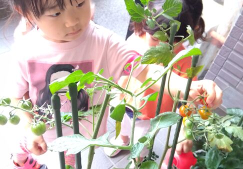 お野菜の栽培②・収穫♪～２歳児～