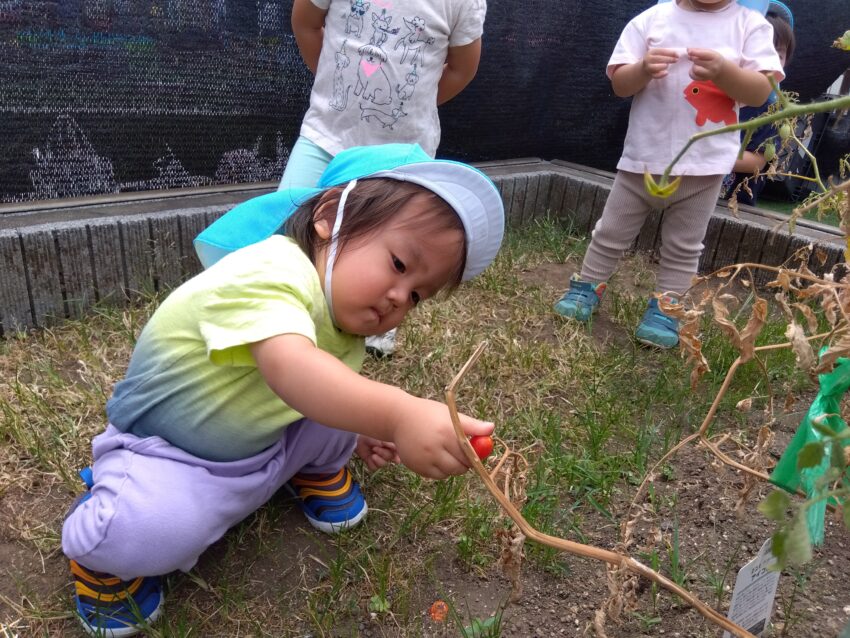 このトマトにしよう🍅