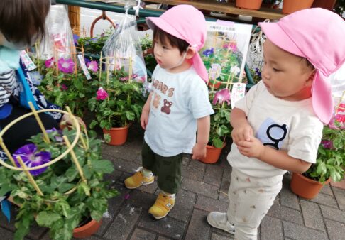 🏵️入谷朝顔まつり🏵️