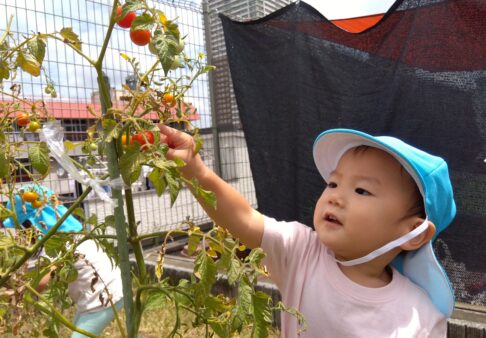 1歳児　りす組　「ミニトマトの収穫＆試食！」
