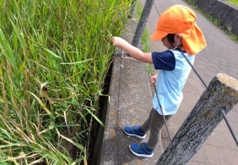 ４歳児　きりん組　「カニ釣り　絵画」