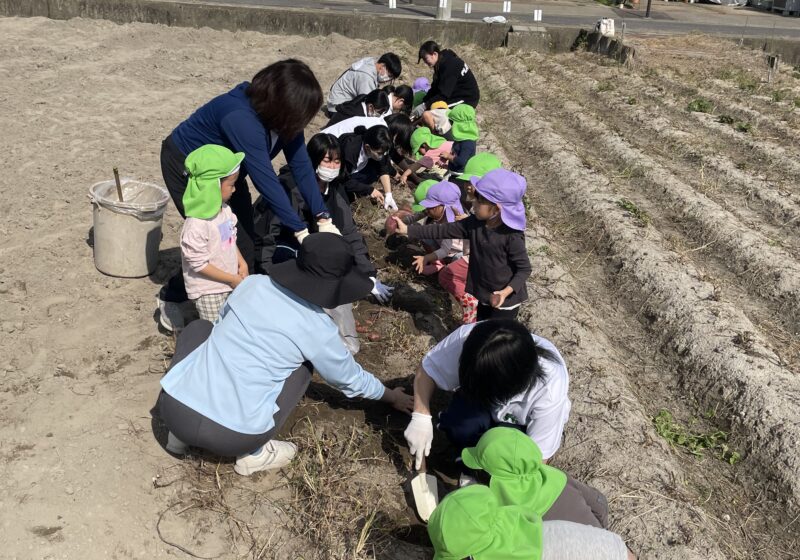 お芋がとれると大喜びの子どもたち🍠貴重な経験を楽しみました😄