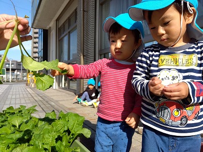 カブの収穫～２歳児～