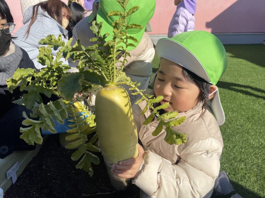 水やりをしてきた「だいこん」がこんなに大きく育ちました！