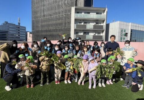 だいこんとかぶの収穫
