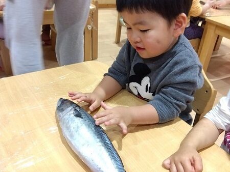 ２歳児　ぱんだ組　「お魚解体ショー🐟」