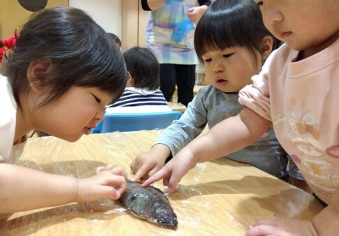 １歳児　りす組「お魚解体ショーに参加したよ❗」