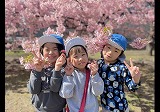 さくらさく