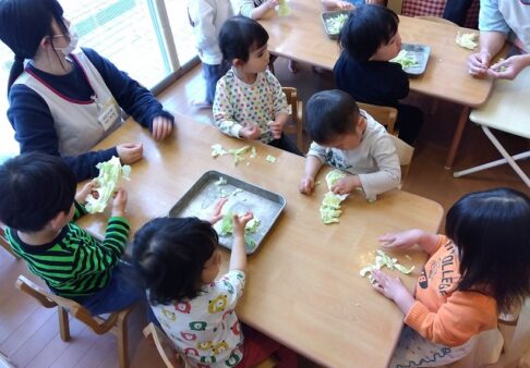 食育活動 キャベツちぎり ～２歳児～