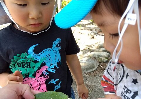 虫を探そう！～２歳児～