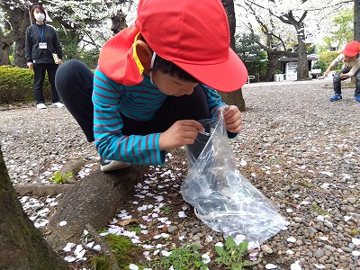 落ちている花びらの色がとても綺麗で選びながら集めるのがとても楽しい様子♪