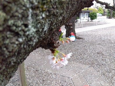 市ヶ谷保育園の周辺には桜の名所と呼ばれる場所がたくさんあります。