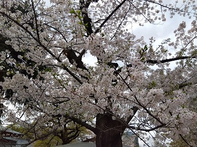 5歳児　🌸桜咲く🌸
