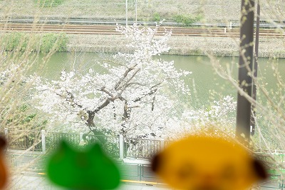 桜の花が綺麗に咲く中、４月６日（土）に入園式をしました。