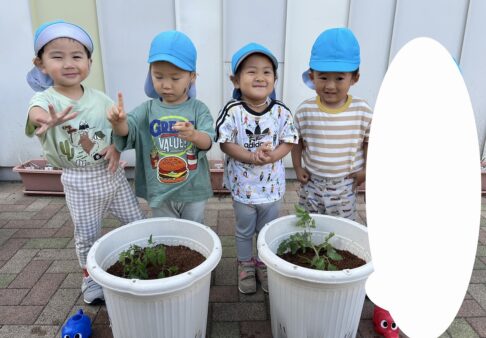 ♪２歳児　こぐま組　トマトの苗植え♪