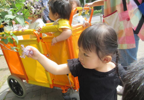 【1歳児】札幌のお花といえば