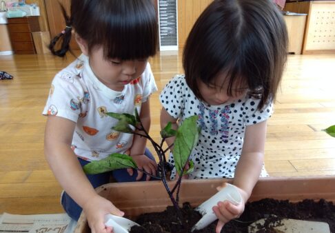 ３歳児　ナスの苗植えを行いました☆