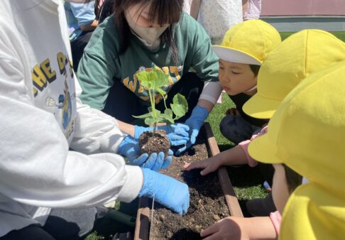 ３歳児･４歳児･５歳児　屋上園庭で苗植え体験