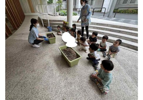 ♪２歳児　こぐま組　さつまいもの苗植え♪