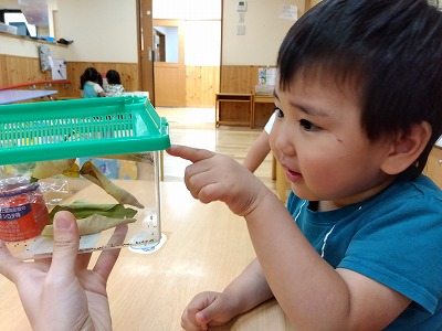 ３歳児　★アゲハ蝶の幼虫★★戸外・ボール・縄跳び★