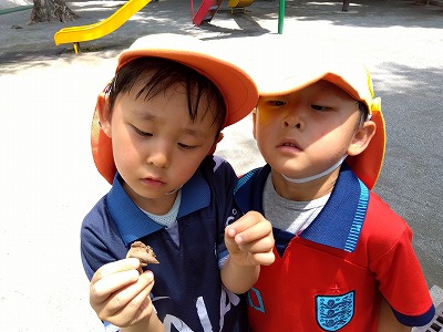 てんとう虫の幼虫を発見したのでよく見て観察。(てんとう虫とは全然違う・・)などと思いながらじっと見つめていました。
公園にはとても広い砂場もあるので泥遊びもしました。
山を作りたいけれどなかなか大きくならず、保育者が手で砂を固めることや水を少し含んだしっとりとした砂を使うと大きい山が作れることが分かり、砂をかけて固めてという動作を集中して20分以上行っていました。どんどん山が大きくなる様子をみて「できた!」と満足そうな様子でした。友達と水を掛け合ったり泥がついた砂場セットを洗ったりして涼むこともできました。
様々な公園でたくさんの発見と経験をしています!