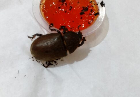 カブトムシの成長