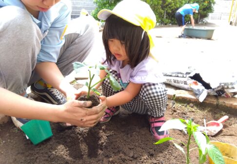3、4、5歳児　夏野菜を植えました！