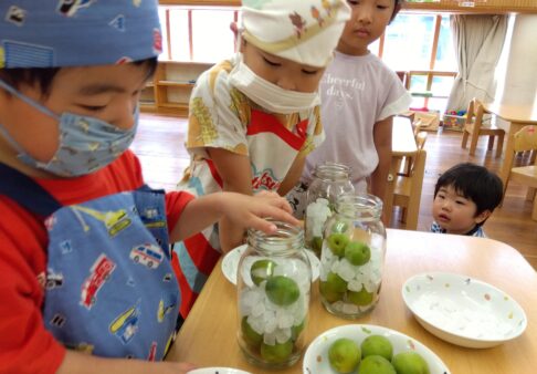 ３・４・５歳児　梅シロップ作りに挑戦！