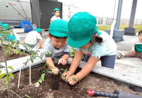 3歳児　トマトの苗植え