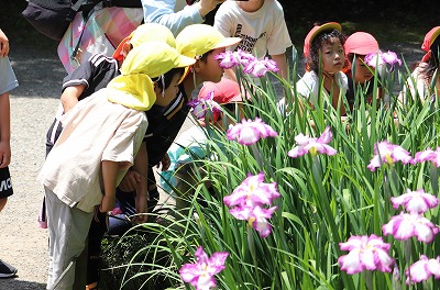 ４，５歳児　★菖蒲の花★